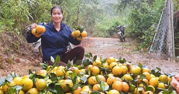 Thủ phủ cam Hà Tĩnh vào vụ, nông dân 'đếm quả tính tiền'