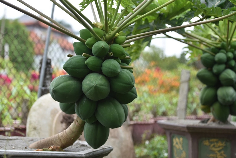 Đu đủ bonsai trĩu quả hút khách chơi Tết