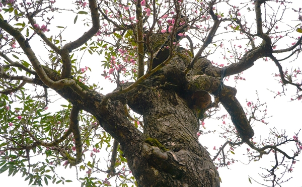 Chiêm ngưỡng “cụ đào” trăm tuổi chỉ cho thuê, không bán 