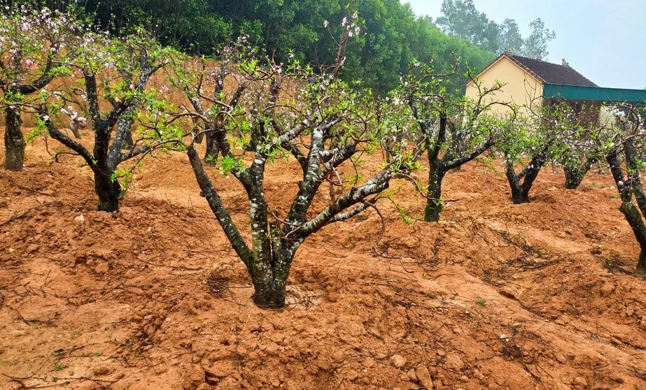 Những công việc “hái ra tiền” sau Tết Nguyên đán