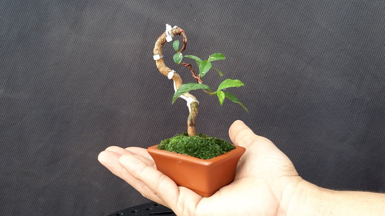 Ngắm bonsai siêu tí hon khiến người chơi “say đắm“