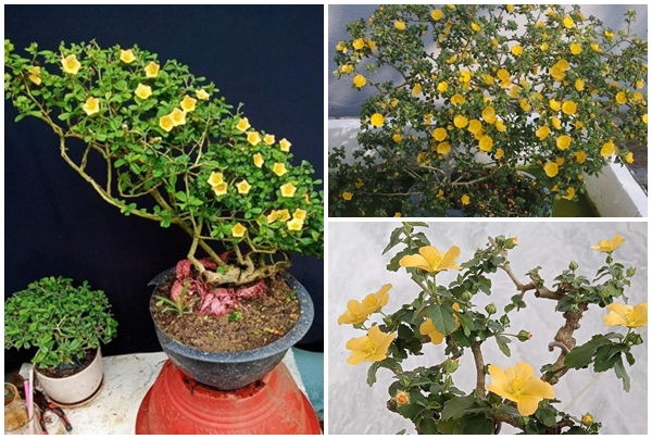 Cây dại mọc bờ bụi bỗng lên đời thành bonsai giá chục triệu