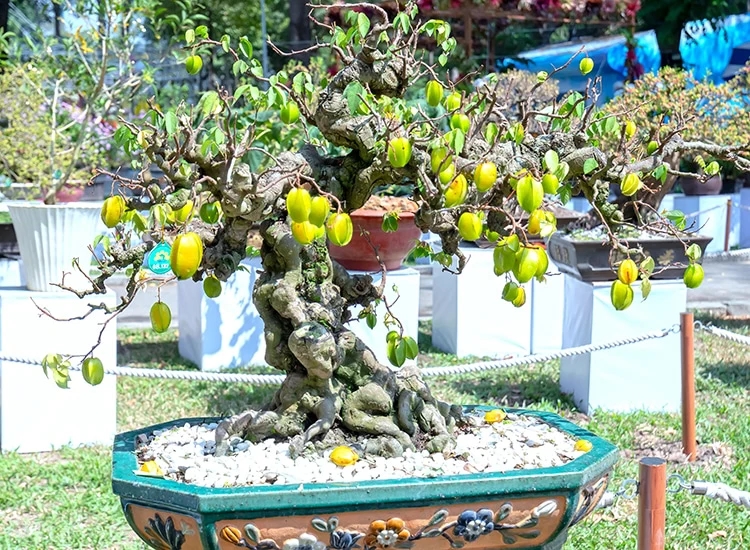 “Sững sờ” khế bonsai ra quả chi chít từ gốc tới ngọn 