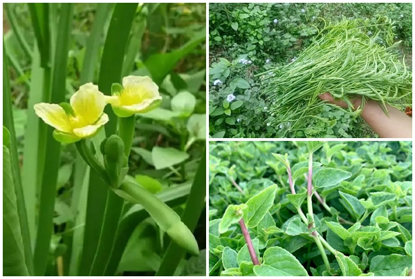 Bất ngờ những loại rau dân dã nay “cháy hàng” khắp phố