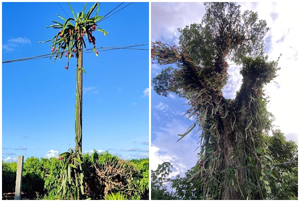 Những cây thanh long chi chít quả nhưng “thách đố” chủ nhân