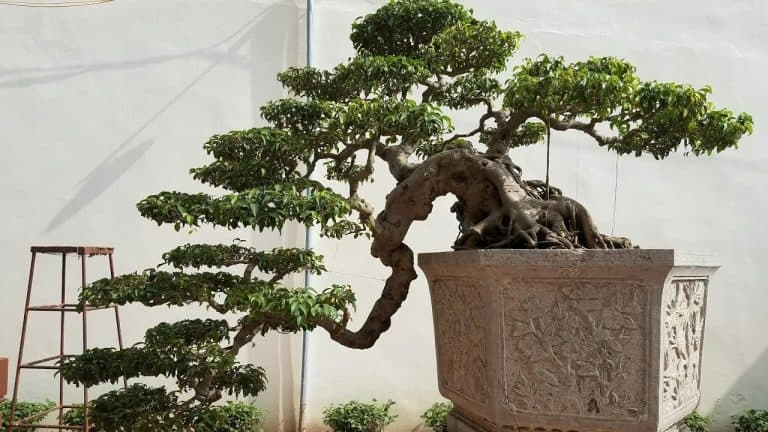 Chiêm ngưỡng loạt bonsai dáng huyền đẹp đến say lòng