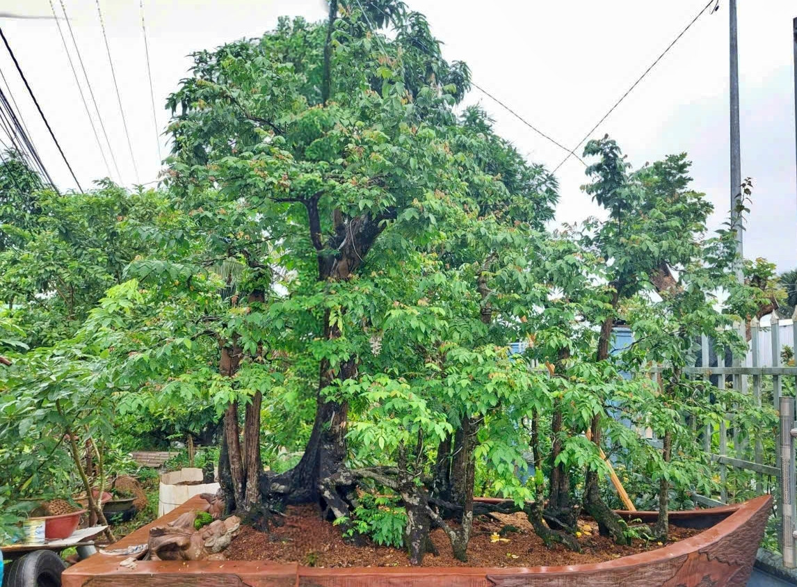 Cây khế 19 thân, khách “đổ” bao nhiêu tiền cũng không mua được