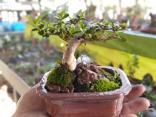 Bộ sưu tập bonsai mini kỷ lục thế giới của lão nông Nha Trang