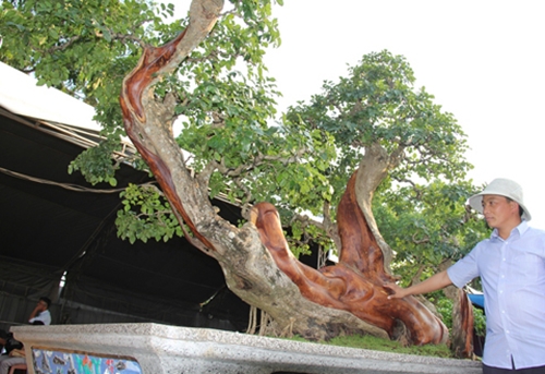 Cây dại như củi khô lên chậu thành bonsai tiền tỷ chủ không bán