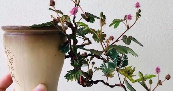 Ngỡ ngàng cây mọc bờ ruộng lên đời thành bonsai đắt đỏ