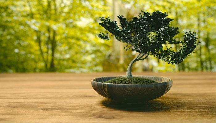 10 sự thật ngạc nhiên ít người biết về bonsai 