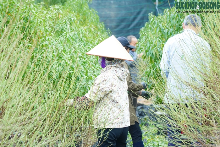 Làng đào Nhật Tân hối hả tuốt lá chuẩn bị đón Tết