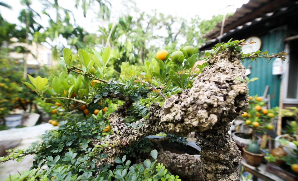 Ngỡ ngàng cây lạ lên chậu thành bonsai hút khách giá trăm triệu 