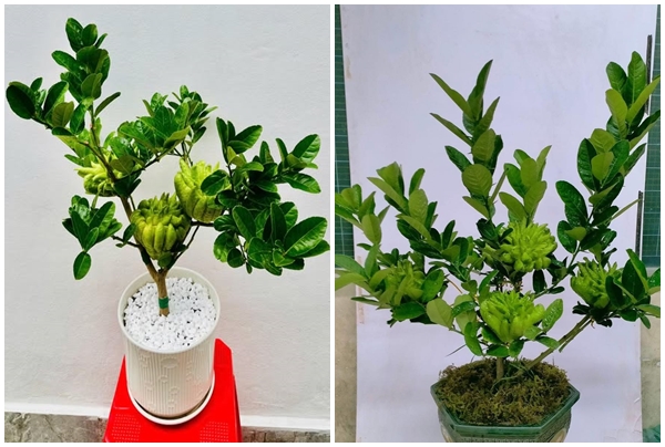 Phật thủ bonsai tiền triệu “cháy hàng” dịp Tết 2025