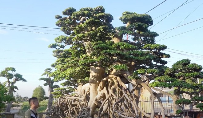 Bonsai “to nhất Việt Nam” khách trả 18 tỷ không bán