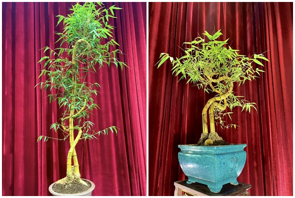 Cây mọc bờ rào lên đời thành bonsai giá vài chục triệu đồng