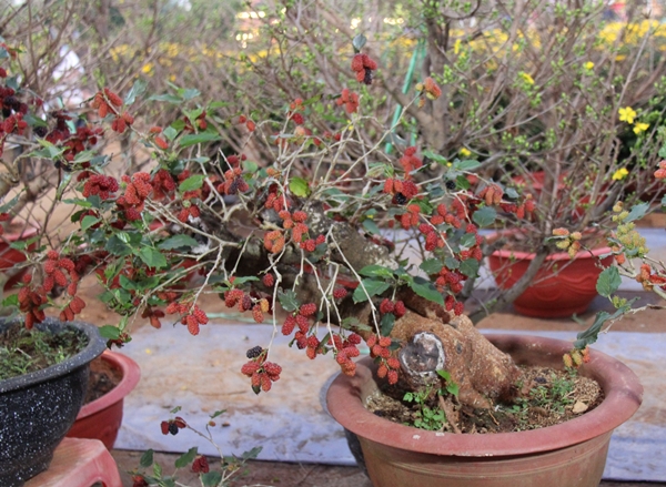 “Đã mắt” ngắm bonsai dâu tằm sum suê trái vài chục triệu