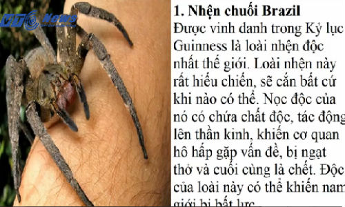 10 loài nhện độc nhất thế giới