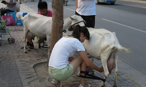 Cặp đôi trẻ vắt sữa tươi bán ngay giữa đường gây sốc