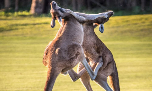 Cận cảnh kangaroo quyết chiến như võ sĩ kick-boxing