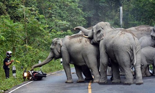 Hãi hùng voi tấn công người đi xe máy ở Thái Lan