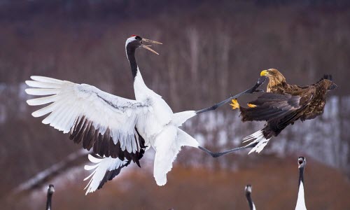 Không chiến ác liệt giữa sếu đầu đỏ và đại bàng 