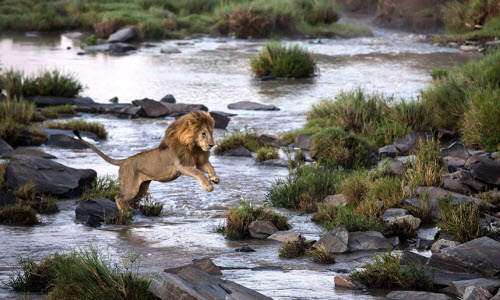 Độc đáo cuộc sống động vật hoang dã ở Maasai Mara