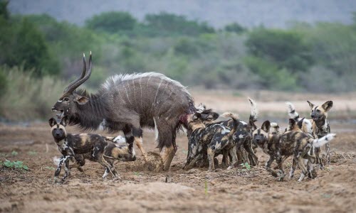 Rùng mình cảnh chó hoang hợp sức hạ gục linh dương Kudu