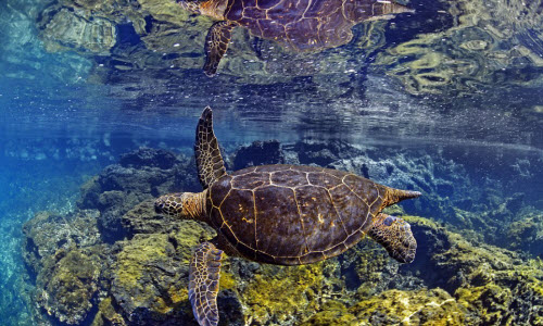 Ngỡ ngàng trước cuộc sống thần tiên ngoài khơi đảo Galapagos