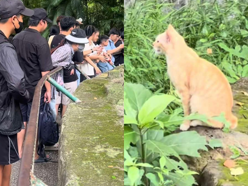 Đi chơi Thảo Cầm Viên, khách tham quan bất ngờ với con vật này