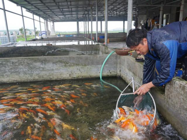 Loài cá sống dai cả thế kỉ, nhiều người Việt nuôi có trăm triệu "đút túi"