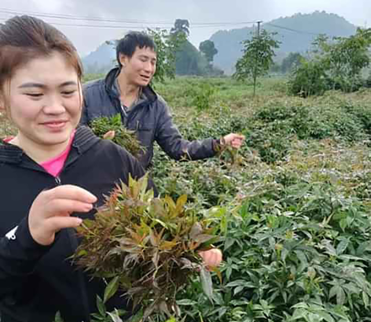 Cây dại xưa làm hàng rào, nay là "nhân sâm quý", trồng kiếm 12 triệu/tháng