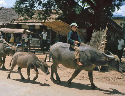 Kho ảnh khổng lồ về VN 1991-1993: Đời thường ở Điện Biên