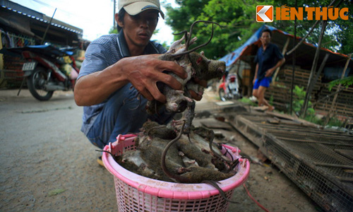 Khu làng chuột ghê rợn khiến Tây dựng tóc gáy ở VN