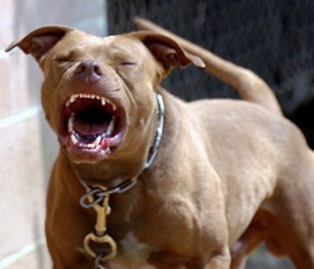 Clip hàng chục người lăn xả cứu em bé bị chó pitbull cắn