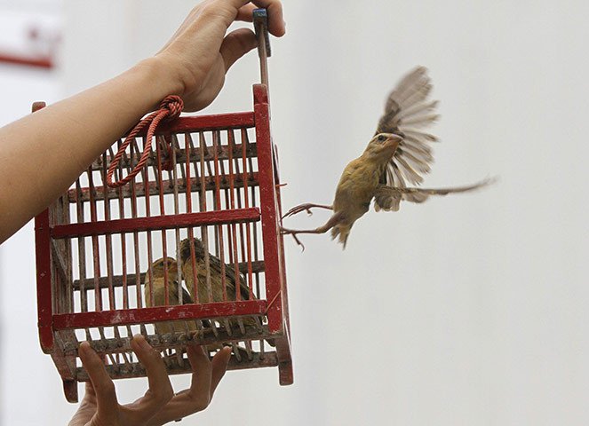 Phóng sinh mùa Vu Lan: 8 sai lầm tuyệt đối tránh theo quan điểm Phật giáo 