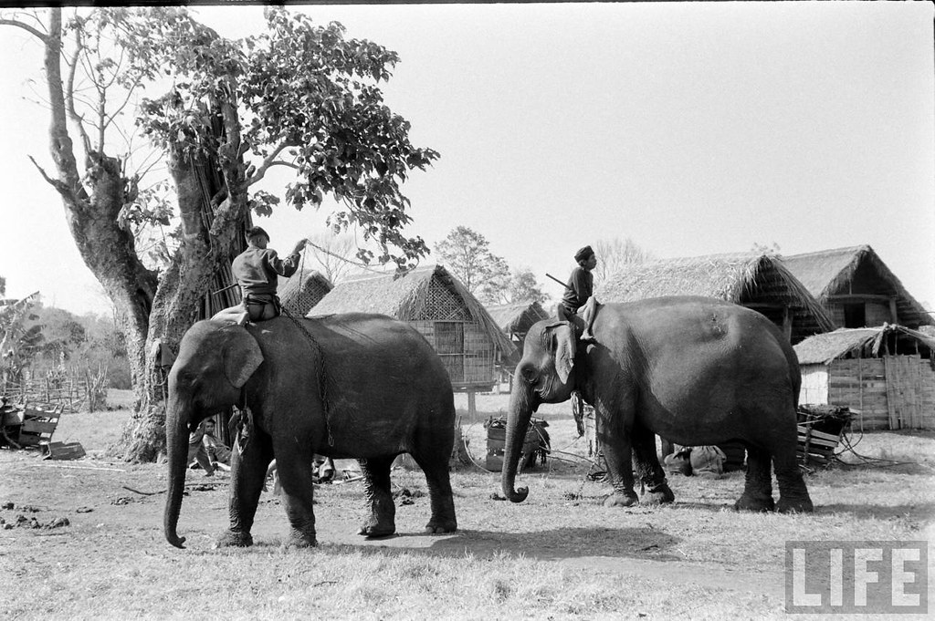 Ảnh độc: Ngắm đàn voi hoành tráng ở Buôn Mê Thuột năm 1957