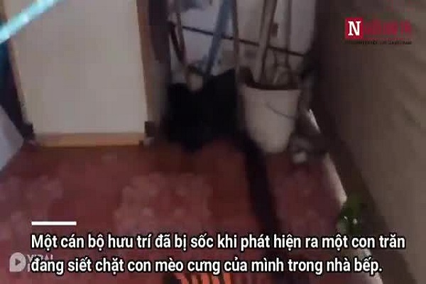 Video: Trăn gấm mò vào nhà dân bắt trộm mèo 