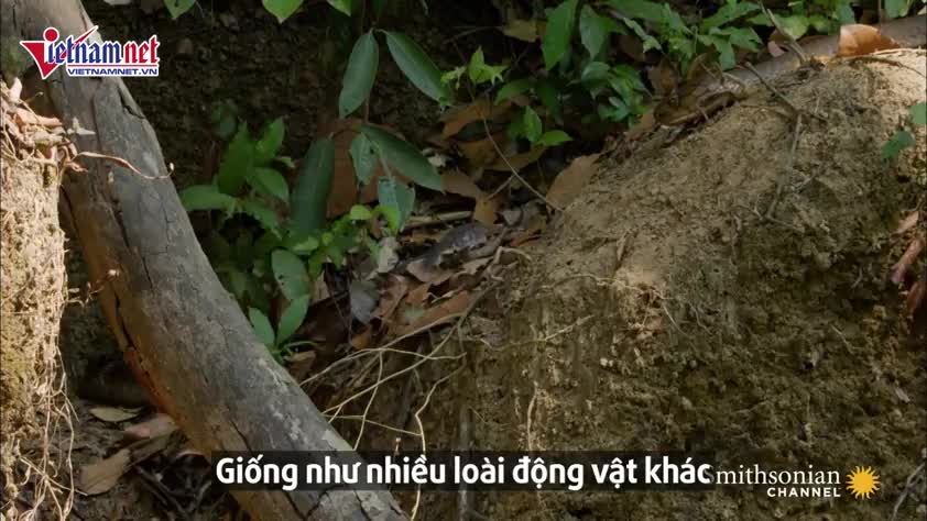 Hổ mang chúa giết luôn con cái vì tức giận không được giao phối