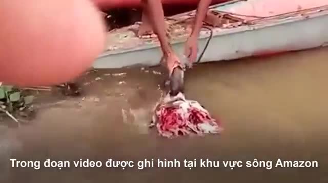 Video: Rùng mình cảnh đàn 'cá ăn thịt người' rỉa sạch đầu bò