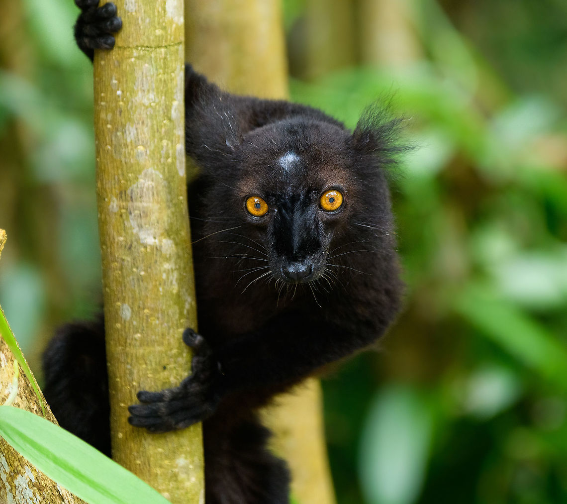 Kinh ngạc với sự kỳ lạ của các loài vượn cáo ở Madagascar (1)