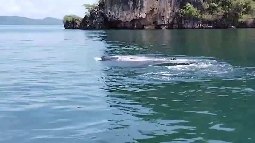 Video: Cá mập voi có nguy cơ tuyệt chủng xuất hiện ở Thái Lan 