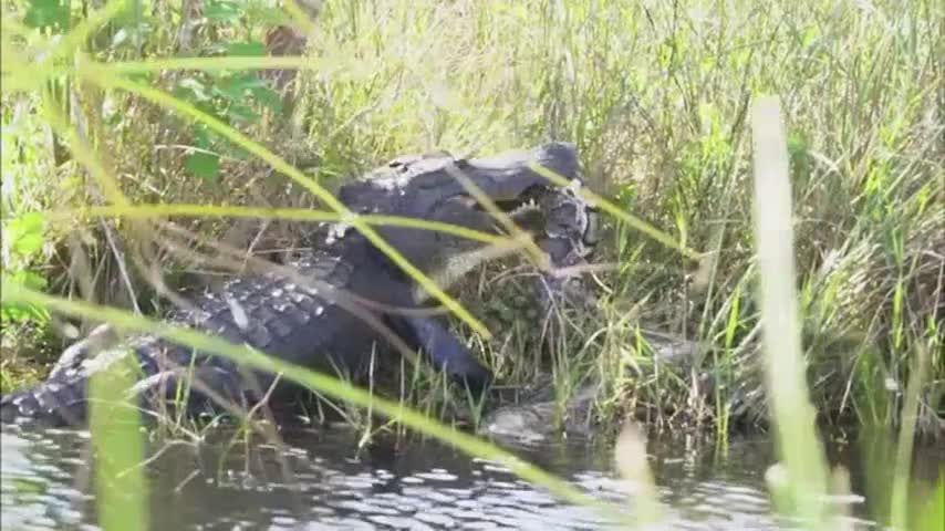 Video: Cá sấu quật chết trăn khủng rồi ăn thịt trước mặt người dân