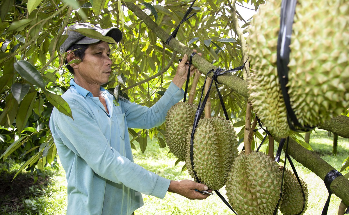 Nông dân 'hái ra tiền' nhờ giá sầu riêng phi mã