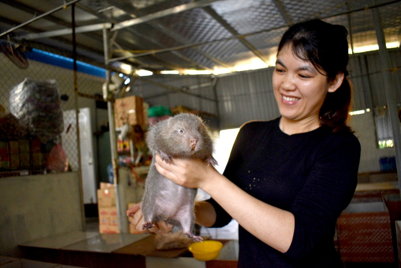 Loài chuột béo múp, nặng gần một cân, người Việt thi nhau săn lùng