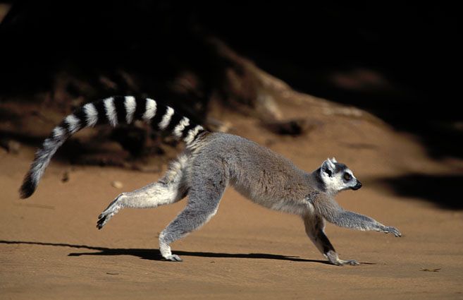 15 điều cực thú vị ít người biết về các loài vượn cáo Madagascar