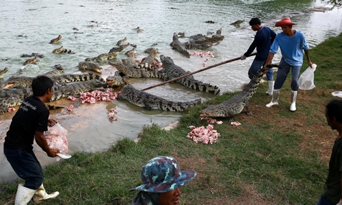 Đột nhập trang trại nuôi cá sấu ở Thái Lan