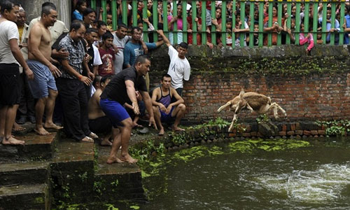 Những hình ảnh man rợ trong lễ hội giết dê ở Nepal