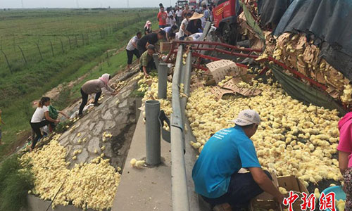 Xe chở gà lật ngửa, dân nháo nhào chạy ra hôi của 