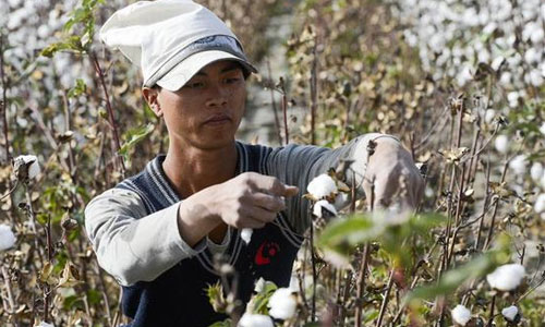 Mục sở thị nông dân thu hoạch bông vải ở Trung Quốc